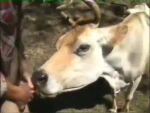 Bestiality Video: A Wild and Forbidden Encounter