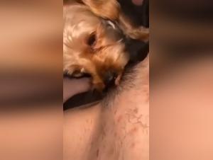 la salope baise son chien, hardcore