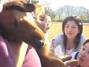 Chien Baise Femme X
