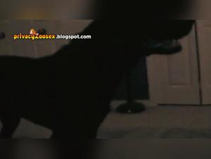 Hotwife training: a beastly experience with a dog, part 2