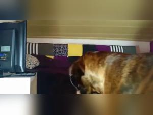 Samy and His Best Friend: An Intimate and Wild Connection