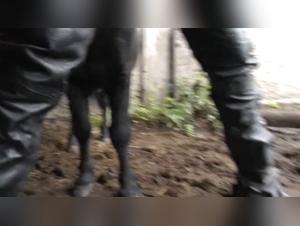 Best Animal Sex Videos, Extreme Animal Mating Experiences