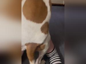 Egirl Dogfuck Extreme