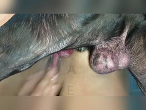 baise chien mariana clenche