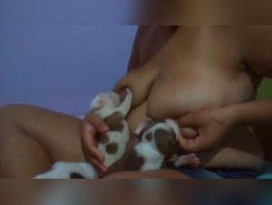 bitch breastfeeding puppies, hardcore zoophilia