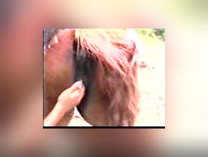 Animal Fisting: A mare gets fucked by a wild mule until the last centimeter