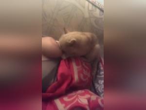 Dominio Felino: Un Zooville Incandescente