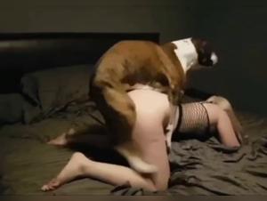 avage canine