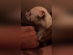 Bestiality: a woman and her dog