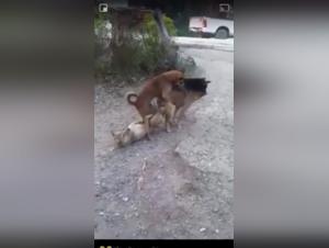 Zoophilia video: a woman and a dog in a hard video