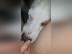 Forbidden Meeting: Woman and Dog