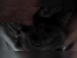 Feeding a Cat Breast Milk