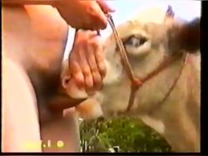 Heifer and man: a scene of intense zoophilia