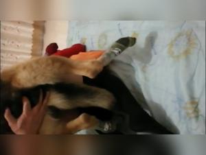 Sex with Dogs Videos