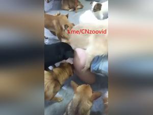 Chinesische Mama Hund Sex Teil 2