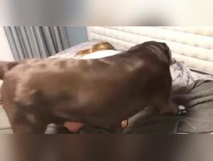 Dog Sex Mechanism with a Blonde Girl Landing