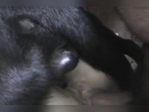 A Bestial Experience: Double Fuck with a Dog