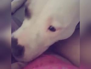 Bestial encounter: A woman and a dog in a zoophilia video