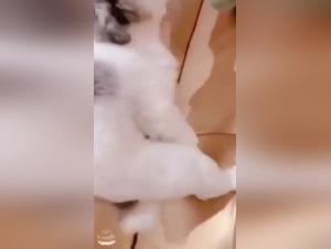 Asian woman and her dog: a bestiality scene not to be missed