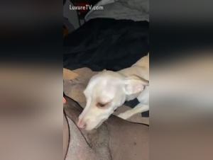 Dog Sex Video: Man and His Best Friend