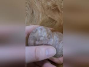 Amateur Bestiality Videos: Intimate Moments with Dogs