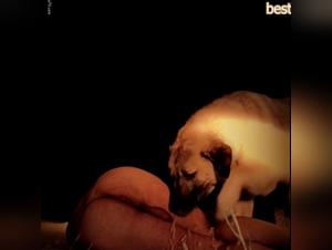 Hunde Sex Macht