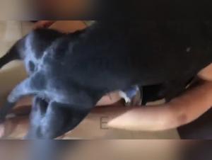 Lise in a hard and exciting bestiality scene