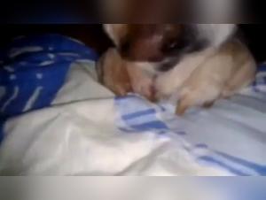 Bestiality sex videos featuring dogs and real women