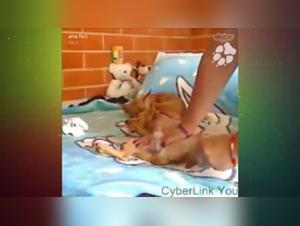 Video of Sex with a Dog