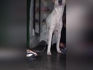 Watch the Hottest Bestiality and Hardcore Porn Videos on Dirty Dog Links