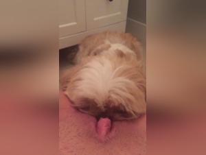 Sex with a dog in a bathroom