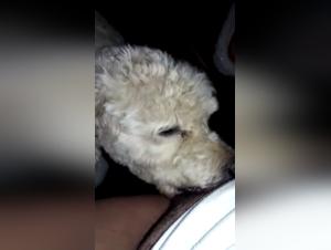 Unveiling Beastly Arts: A Journey into the Unexpected