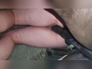 Sex and the Barn Horse with Her Small Canine