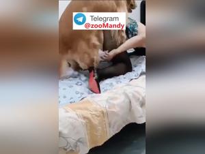 chinese couple's dog fetish, x-rated pleasure