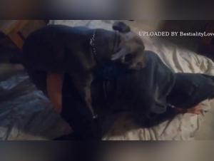 Dog Sex Video: An Exciting Experience