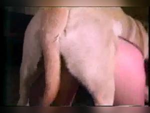 Chihuahua Slams Teen's Pussy