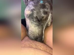 Dog Sex Extreme: Bitch Gets Fucked by Dog