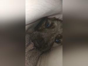 intimate moments dog mistress