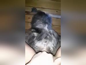 Bestiality sex video with a dog