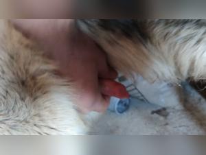 Bestiality Sex Videos with Dogs