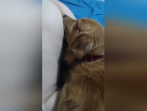 Dogs Fucking Girls - Zoo Lkoo Extreme Orgies