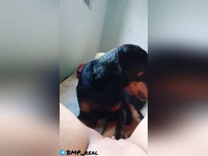 Perro lamiendo la vulva de una puta