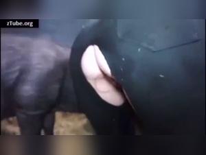 Compilation of bestiality moments with wild boars