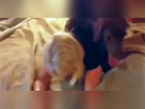 Bestiality: a woman and a dog in a hard video