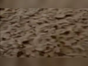 Bestiality sex videos with a couple and their dog