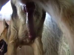 Bestiality sex video with a German Shepherd
