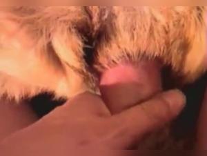 Forbidden meeting: a woman and a dog