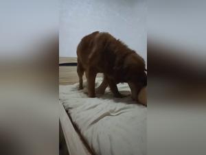 zoolkoo amateur nice: dog sex unleashed