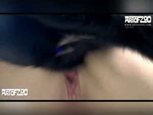 Zooophilia Collection: The Ultimate Destination for Animal Lovers