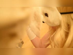 Godiva Year Of The Dog - An intense zoophilia experience